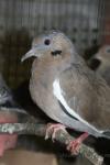 White-winged dove