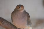 American mourning dove