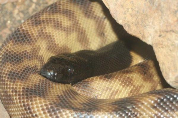 Black-headed python