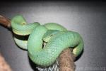 Side-striped palm viper