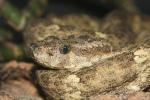 Speckled forest-pitviper