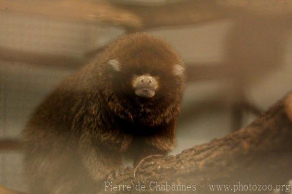 White-eared titi