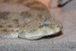 Sahara horned viper