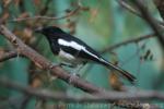 Oriental magpie-robin