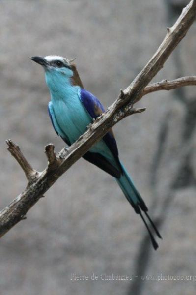 Racket-tailed roller