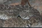 Western diamondback rattlesnake