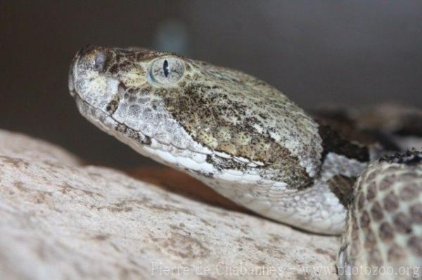 Timber rattlesnake