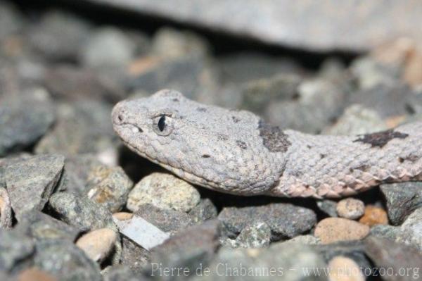 Banded rock rattlesnake