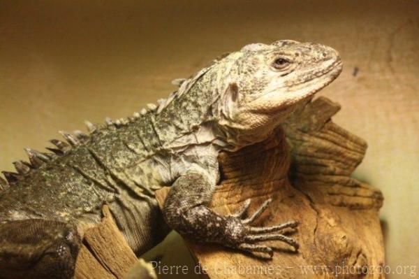 Utila spiny-tailed iguana