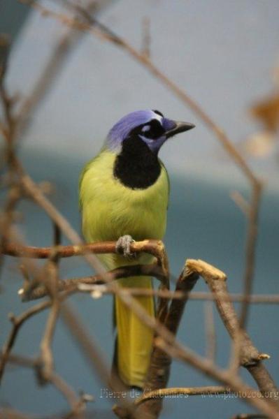 Green jay *