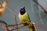 Green jay *