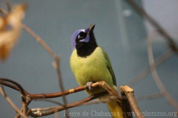 Green jay *