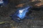 Blue dyeing poison frog