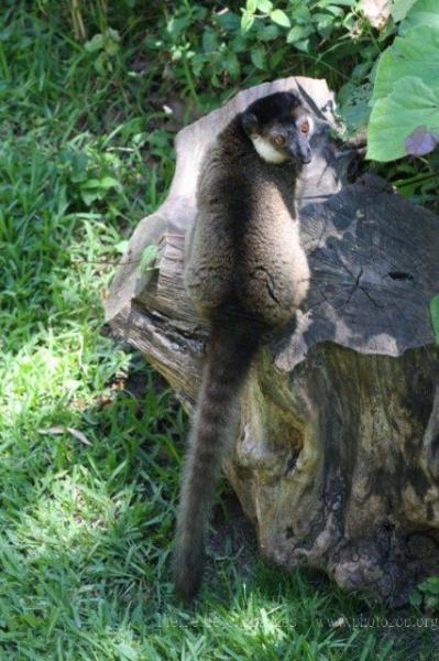 Red-collared brown lemur