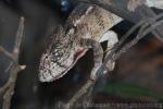 Oustalet's chameleon