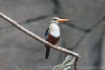 Grey-headed kingfisher