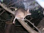 Malagasy giant rat