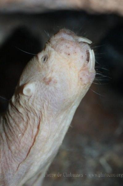 Naked mole-rat