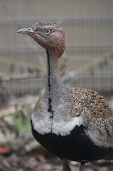 Buff-crested bustard