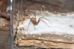 Brown recluse spider