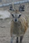 Stevenson's klipspringer *