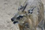 Stevenson's klipspringer *