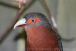 Chestnut-breasted malkoha