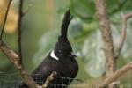 Crested jay *