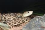 Slender hognose viper