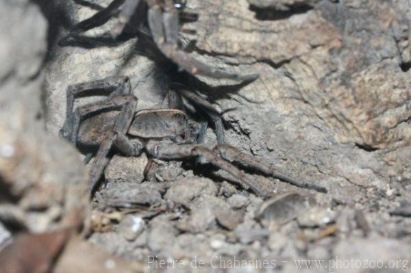 Rabid wolf spider