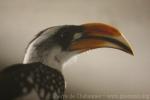 Jackson's hornbill