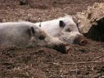 Bornean bearded pig