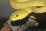 White-lipped island pitviper