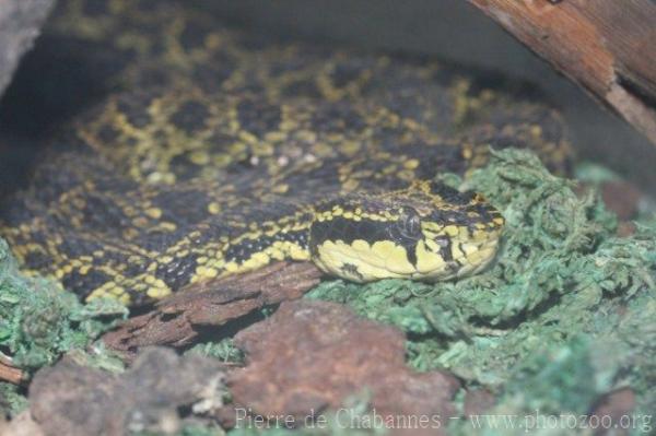 Bourret's pitviper