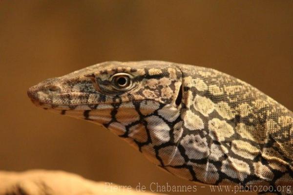 Perentie