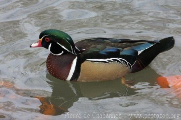 American wood duck