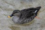 Indian spot-billed duck