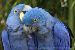 Hyacinth macaw