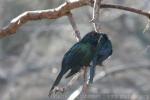 Shining starling