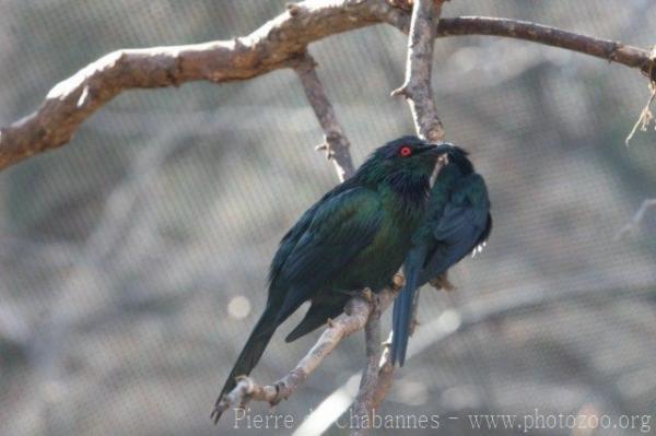 Shining starling