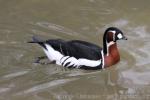 Red-breasted goose