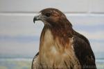 Red-tailed hawk