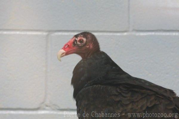 Turkey vulture