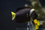 Queensland yellowtail angelfish