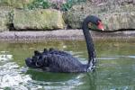 Black swan