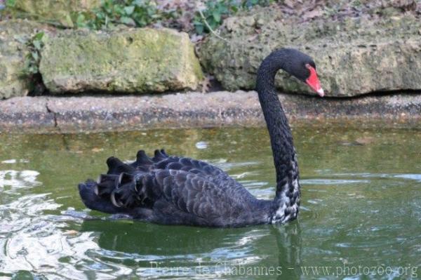 Black swan