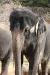 Asian elephant