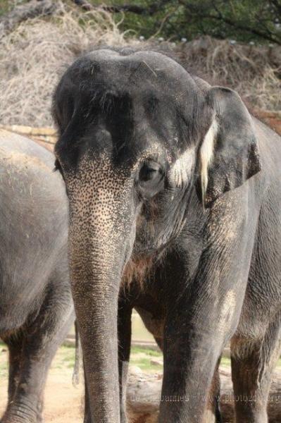 Asian elephant