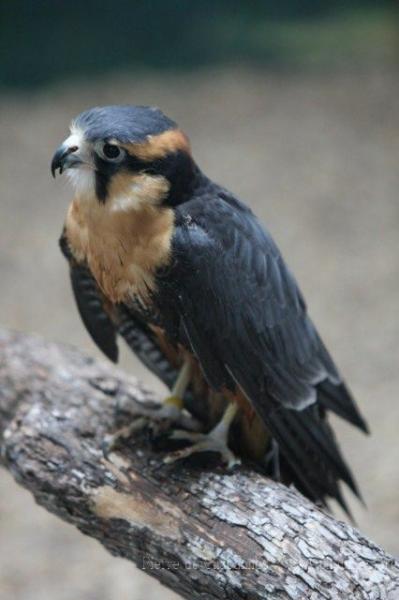 Aplomado falcon