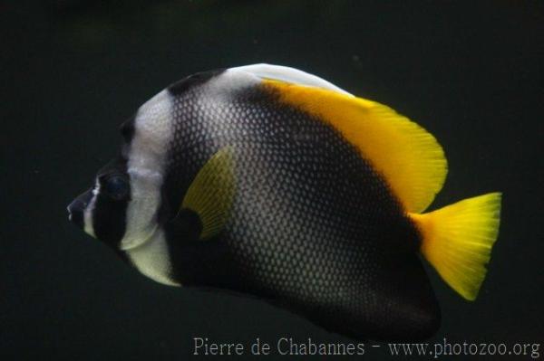 Singular bannerfish